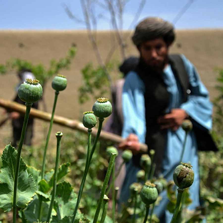 CIA once dropped modified poppy seeds to pull down heroin trade of Afghanistan