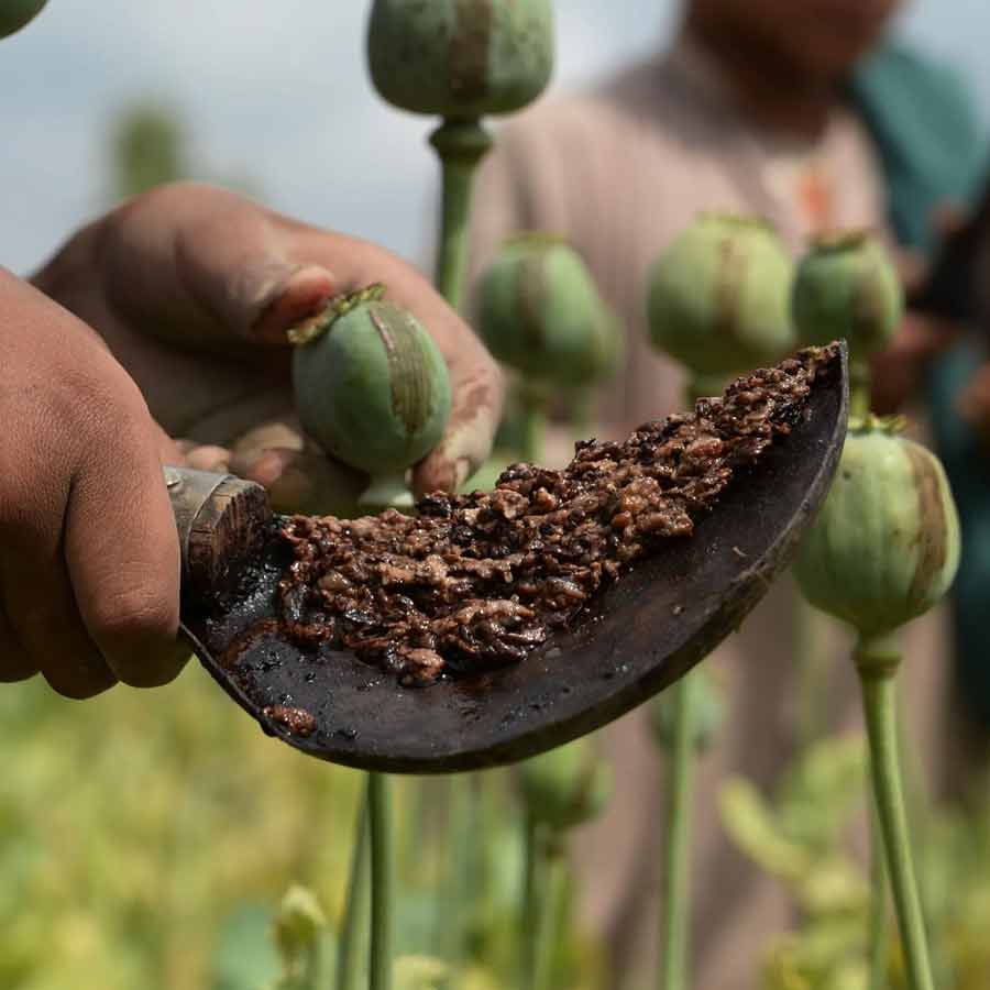 CIA once dropped modified poppy seeds to pull down heroin trade of Afghanistan