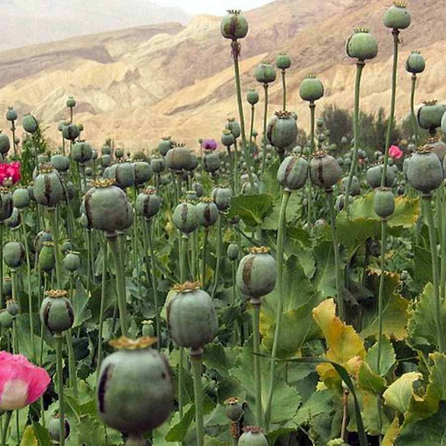CIA once dropped modified poppy seeds to pull down heroin trade of Afghanistan