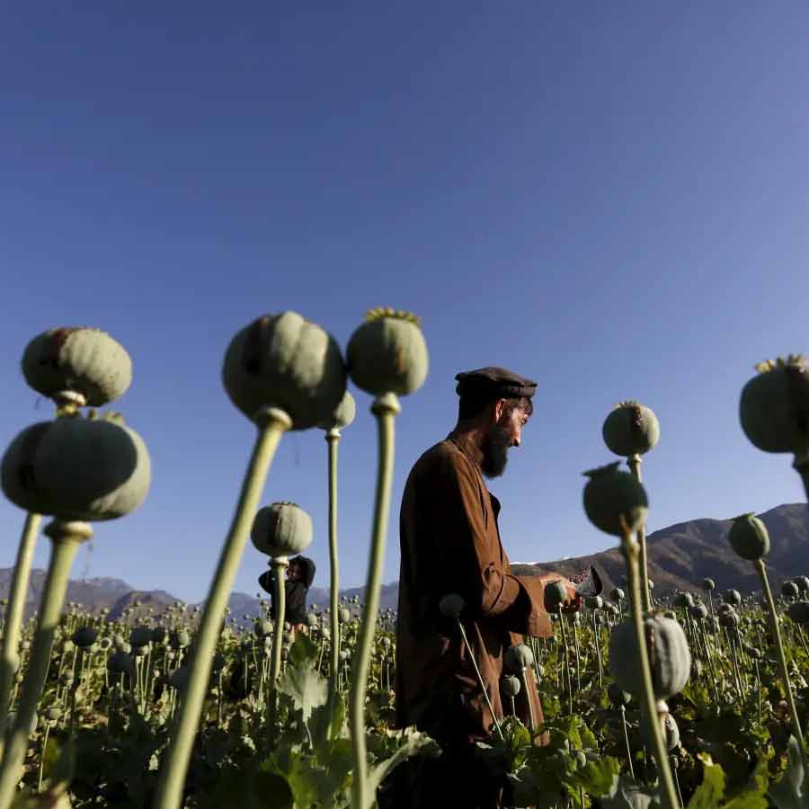 CIA once dropped modified poppy seeds to pull down heroin trade of Afghanistan