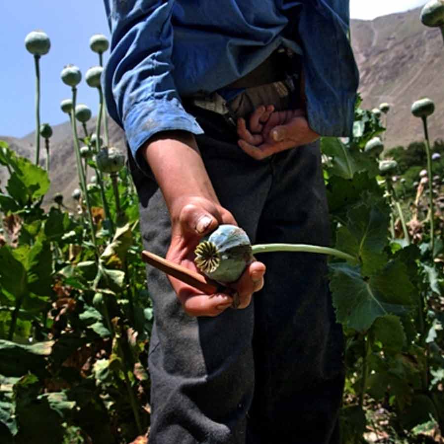 CIA once dropped modified poppy seeds to pull down heroin trade of Afghanistan