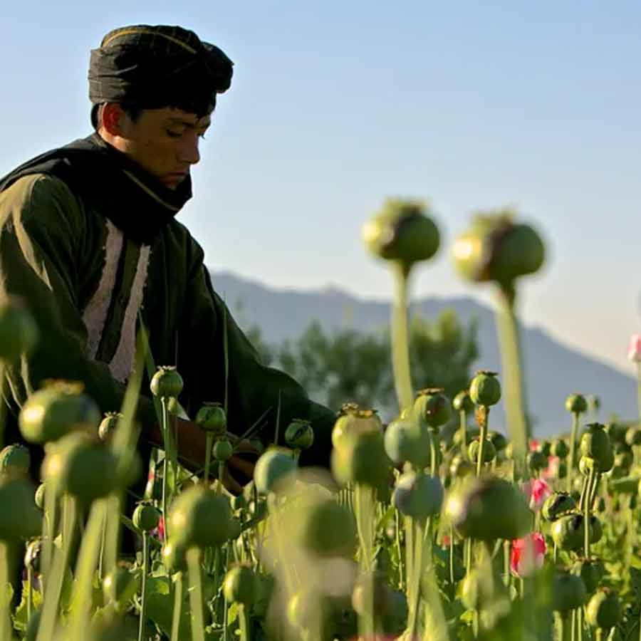 CIA once dropped modified poppy seeds to pull down heroin trade of Afghanistan