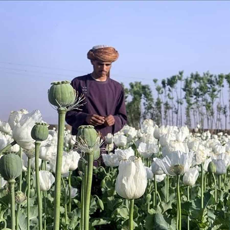 CIA once dropped modified poppy seeds to pull down heroin trade of Afghanistan