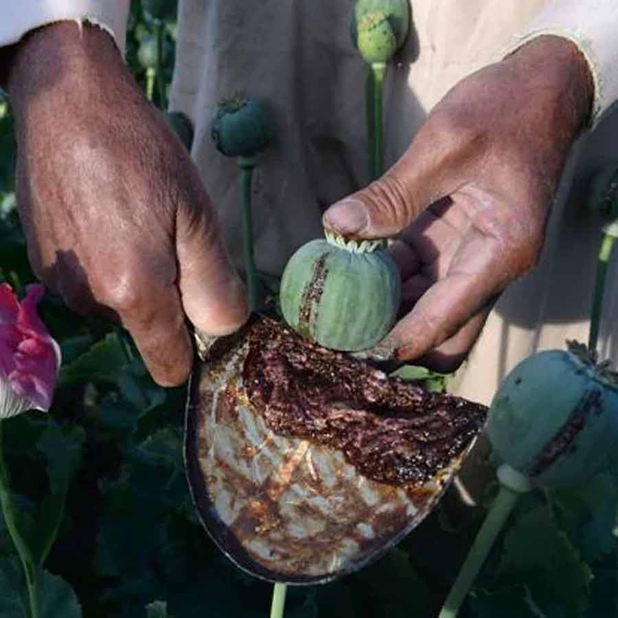 CIA once dropped modified poppy seeds to pull down heroin trade of Afghanistan
