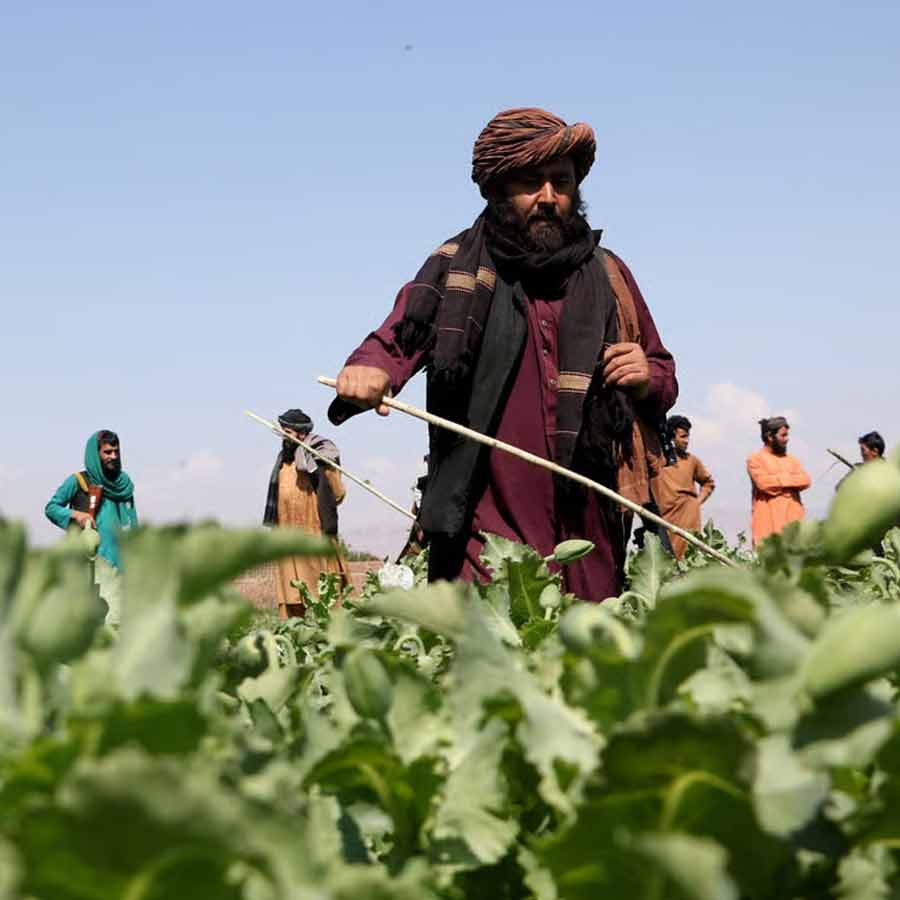 CIA once dropped modified poppy seeds to pull down heroin trade of Afghanistan