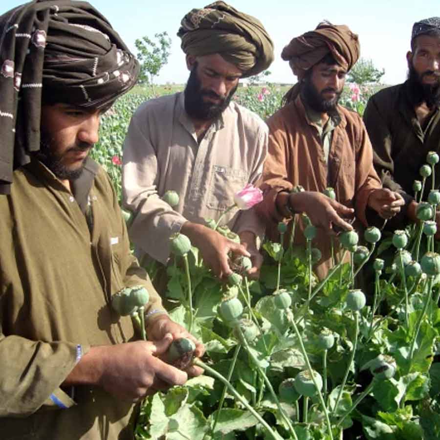 CIA once dropped modified poppy seeds to pull down heroin trade of Afghanistan