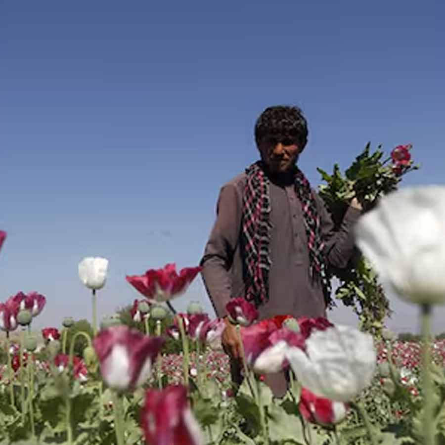 CIA once dropped modified poppy seeds to pull down heroin trade of Afghanistan