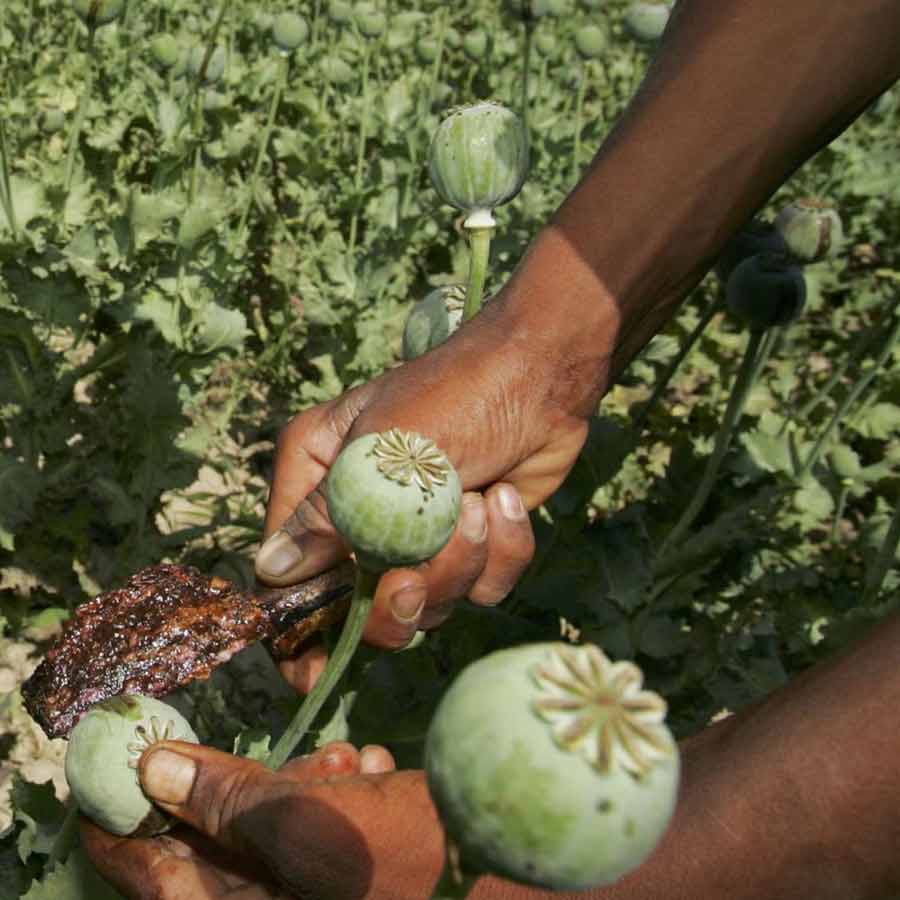 CIA once dropped modified poppy seeds to pull down heroin trade of Afghanistan