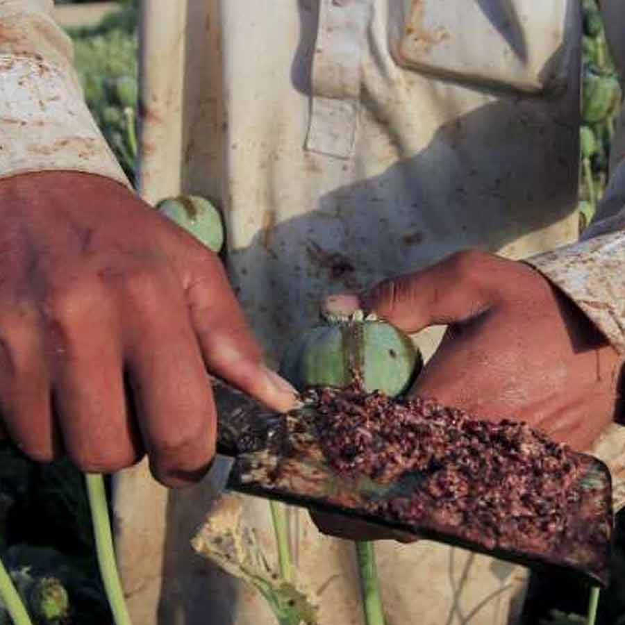 CIA once dropped modified poppy seeds to pull down heroin trade of Afghanistan