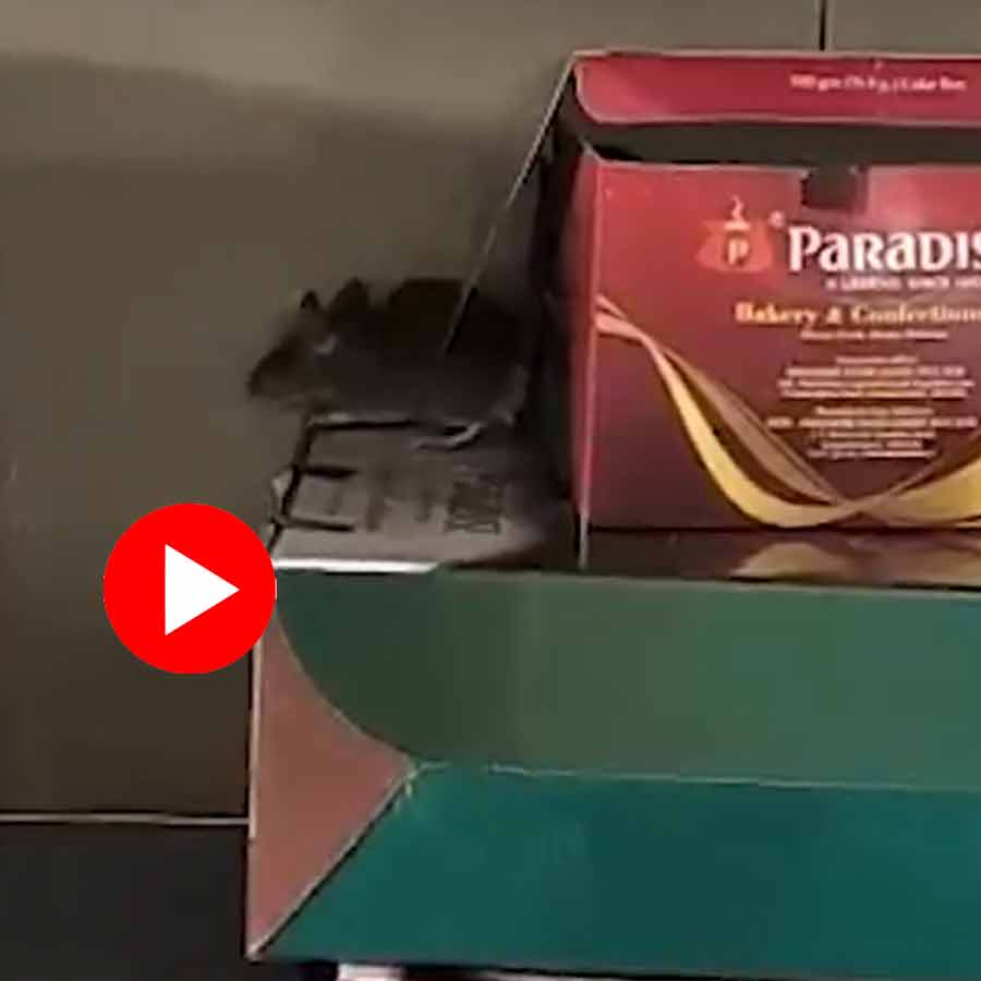 Video of rat escaping from biryani food box in Hyderabad goes viral dgtl