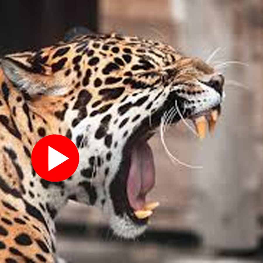 Leopard attacks safari bus full of tourists In Karnataka\\\\\\\'s Bannerghatta National Park