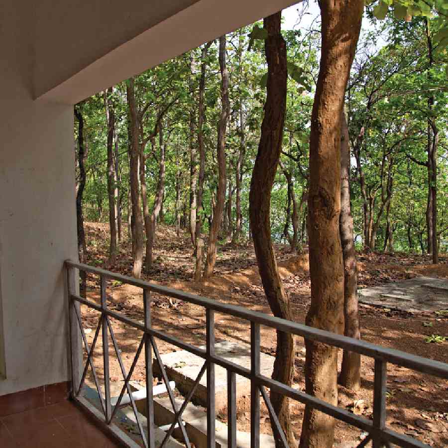 হাতিবাড়ির অরণ্য।