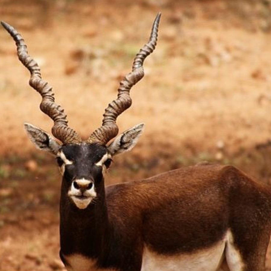28 blackbucks die at Belagavi zoo in Karnataka, Forest minister orders probe
