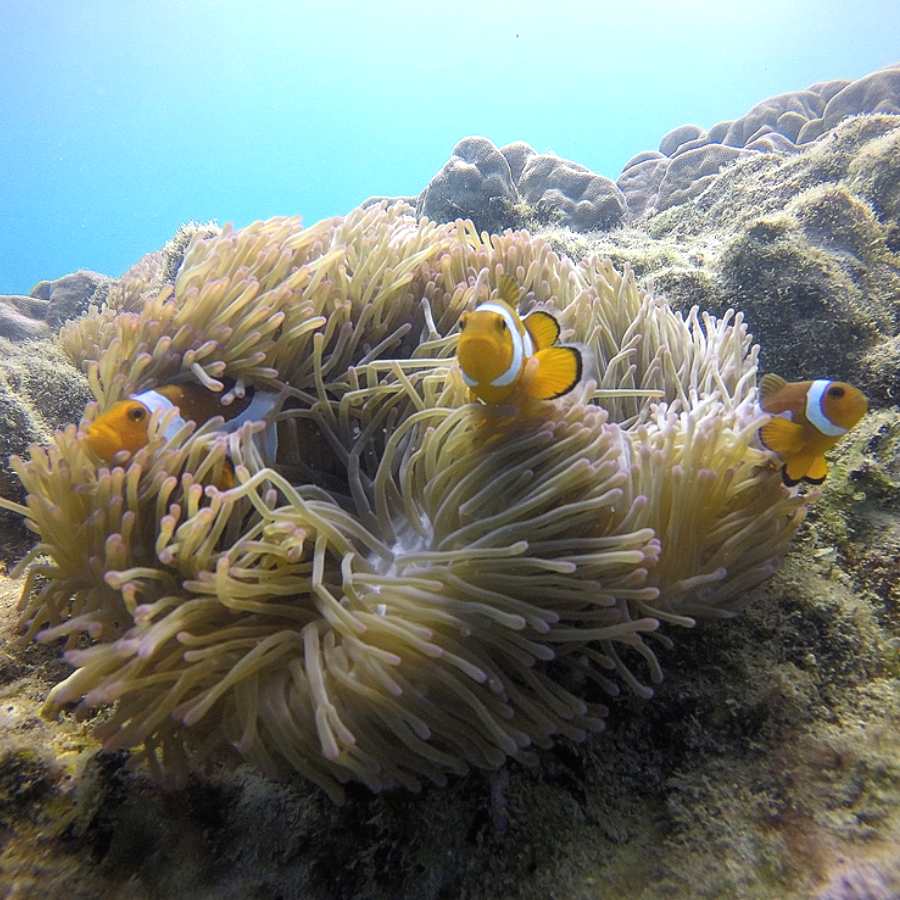 How to Explore underwater marine live in India during holiday dgtl