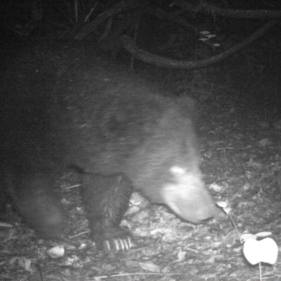 Is there a need to create a protected forest area or sanctuary after Leopards and sloth bears are found in Purulia? Questions arise