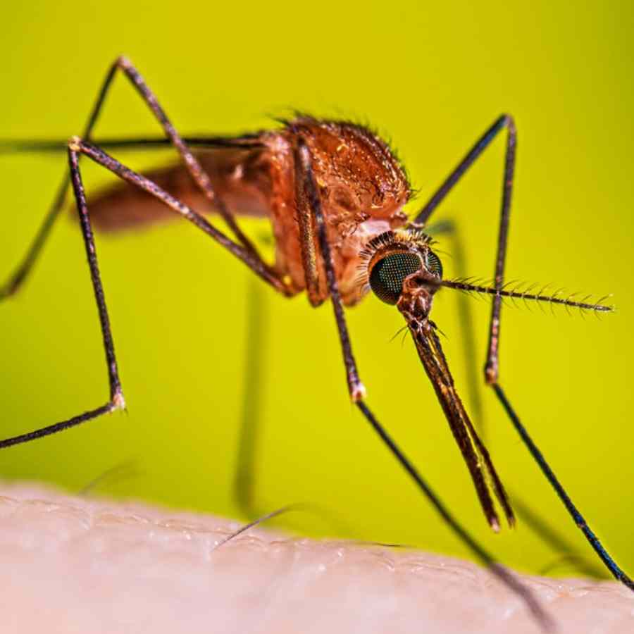 Promising results from a new malaria drug offer hope against emerging drug resistance