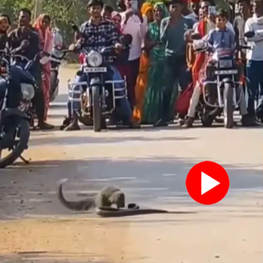 Video shows dog comes between mongoose and snake fight, what happens next shocks netizens