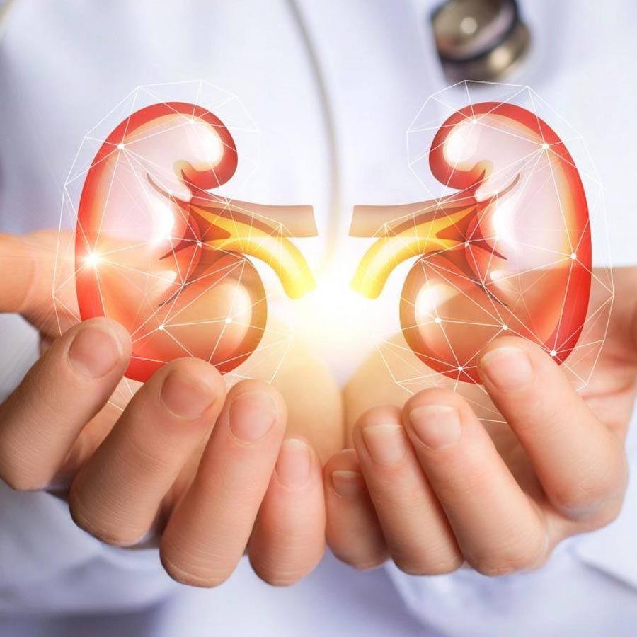 Scientists claim to have found a simple way to reverse kidney damage