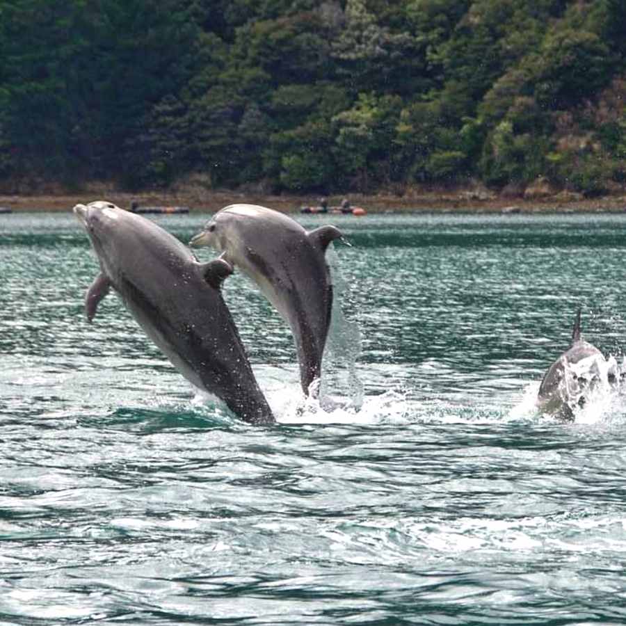 3 BEST DOLPHIN WATCHING DESTINATIONS IN INDIA Dgtl