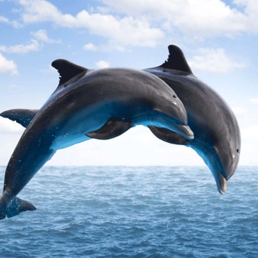 ডলফিন  দেখতে যেতে পারেন চিলিকায়।