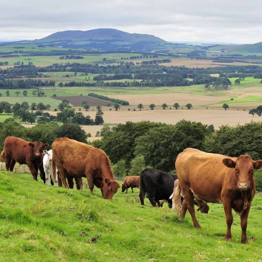 All need to know about world most expensive condom