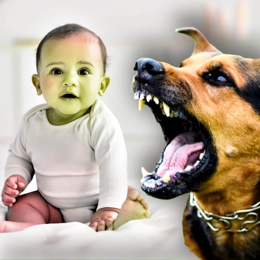 Warning signs your dog may harm a baby and what to do fast