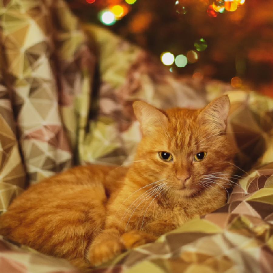 How to take care cats in winter dgtl