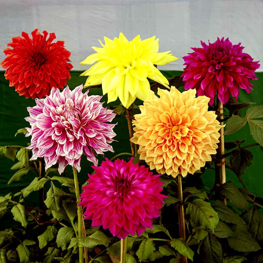 ছবি: সংগৃহীত।