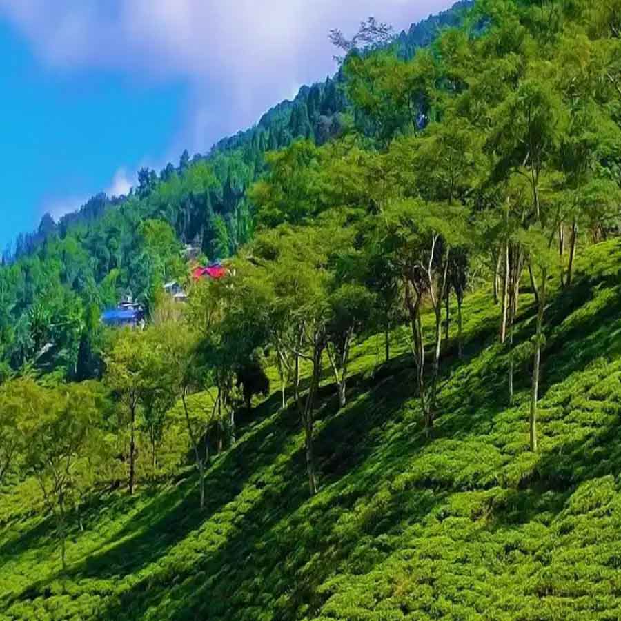 রঙ্গারুনের চা-বাগান। হেঁটে ঘুরে নিতে পারেন বিস্তীর্ণ বাগিচা।