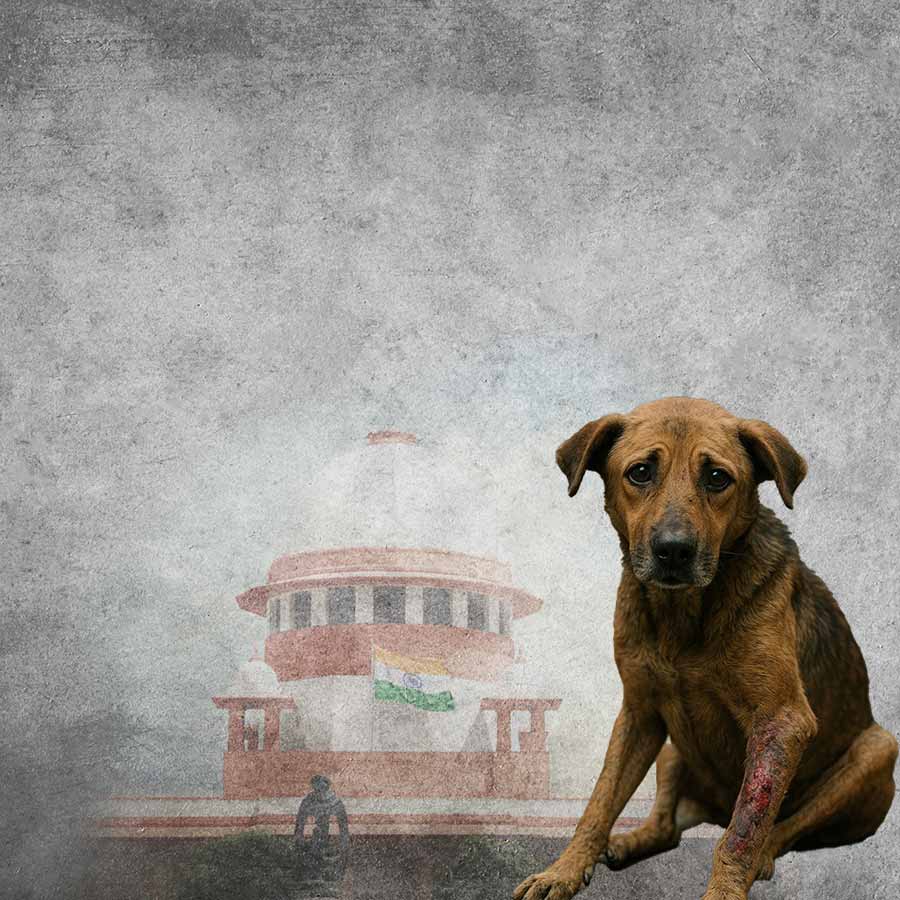 Supreme Court Directive on Stray Dogs Is KMC Ready With Shelter Infrastructure dgtl