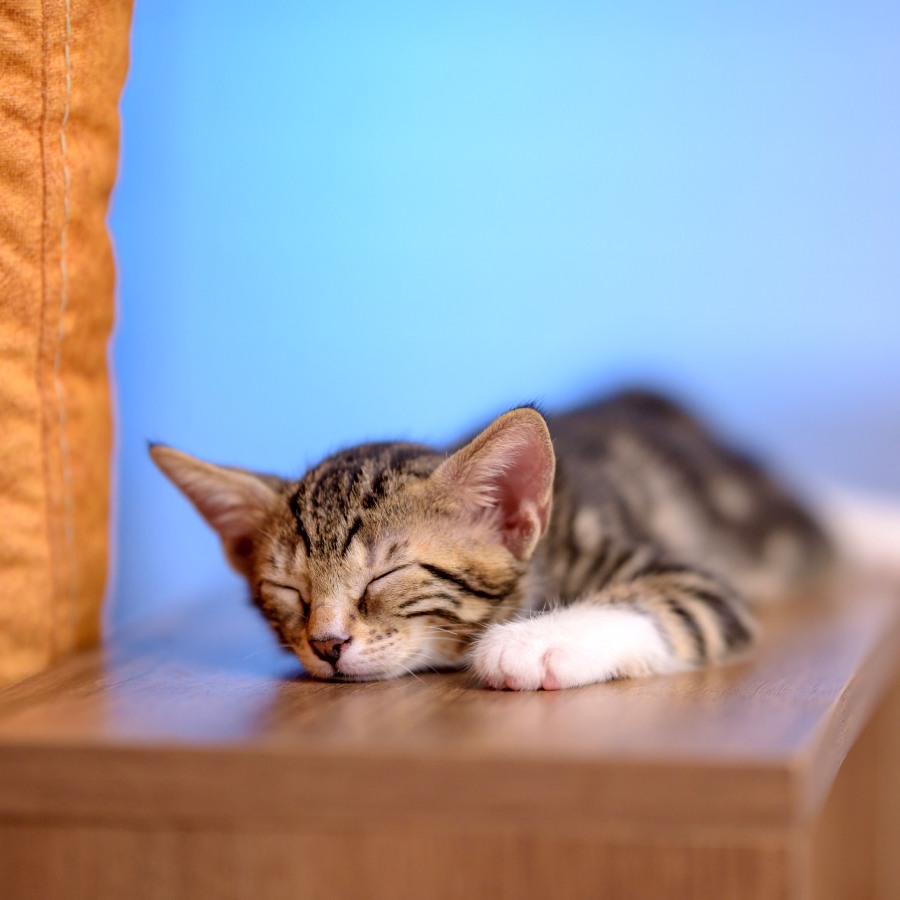 Why your cat is sleepy know the reasons dgtl
