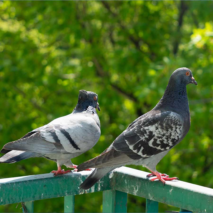 5 simple ways to keep pigeons away from your balcony