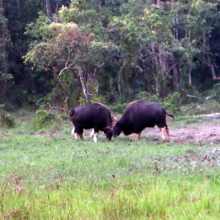 বাইসনের লড়াই।