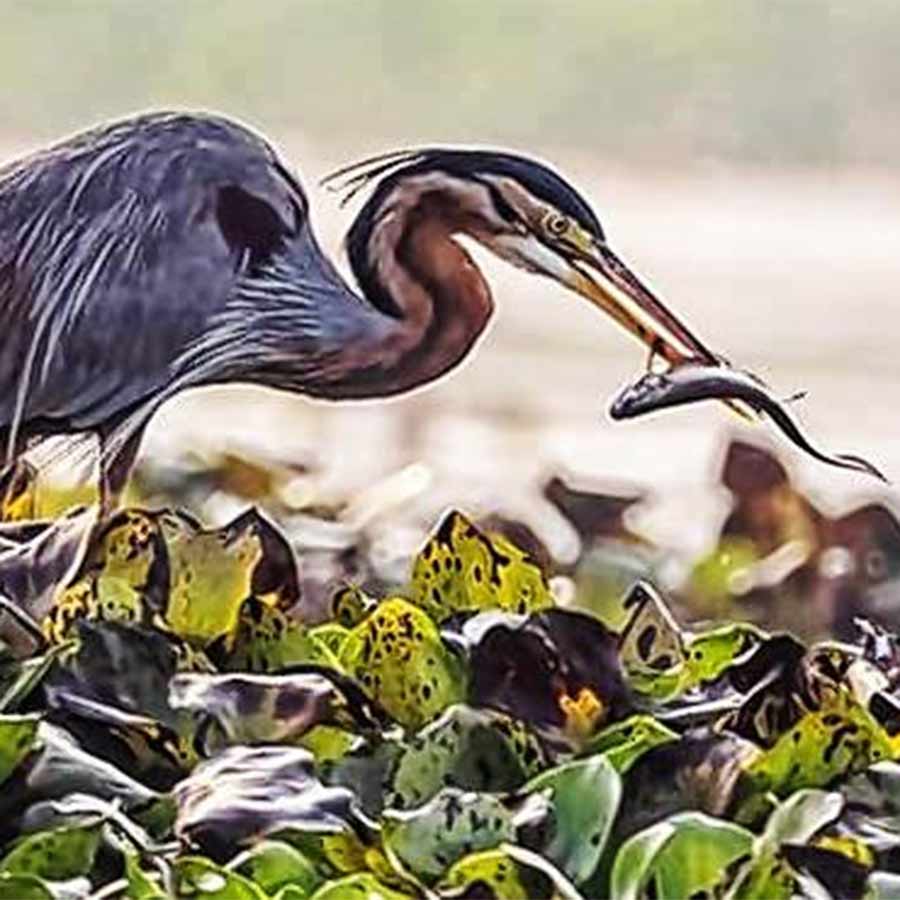 Migratory birds started arriving at Chupi Bird Santuary of Purbasthali