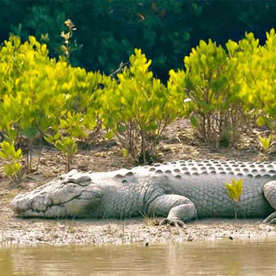 Census of crocodiles to start at Sundarbans from December