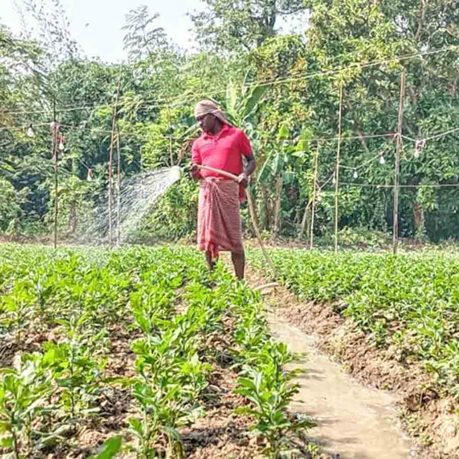West Bengal farmers selling their Chrysanthemum (Chandramallika) field on lease for profit is ultimately putting them in loss