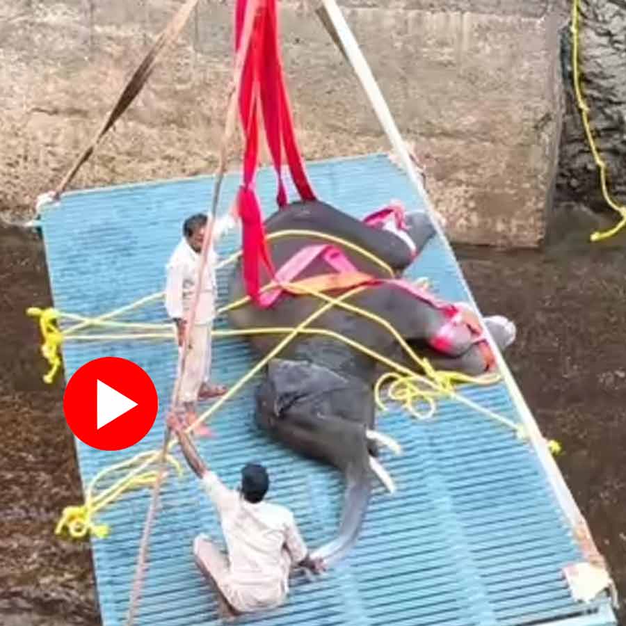A video shows a massive rescue of an elephant stuck in a canal in Karnataka went viral dgtl
