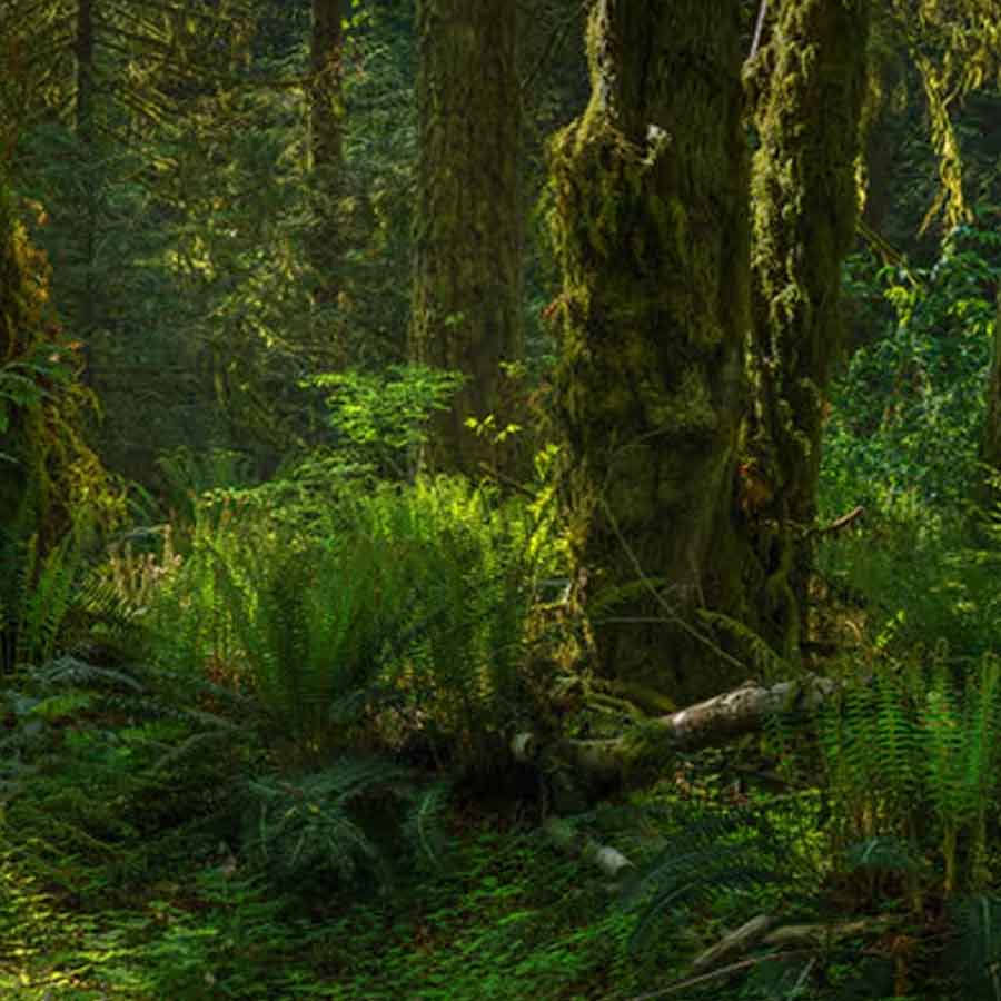 Bronze Age Egtved Girl