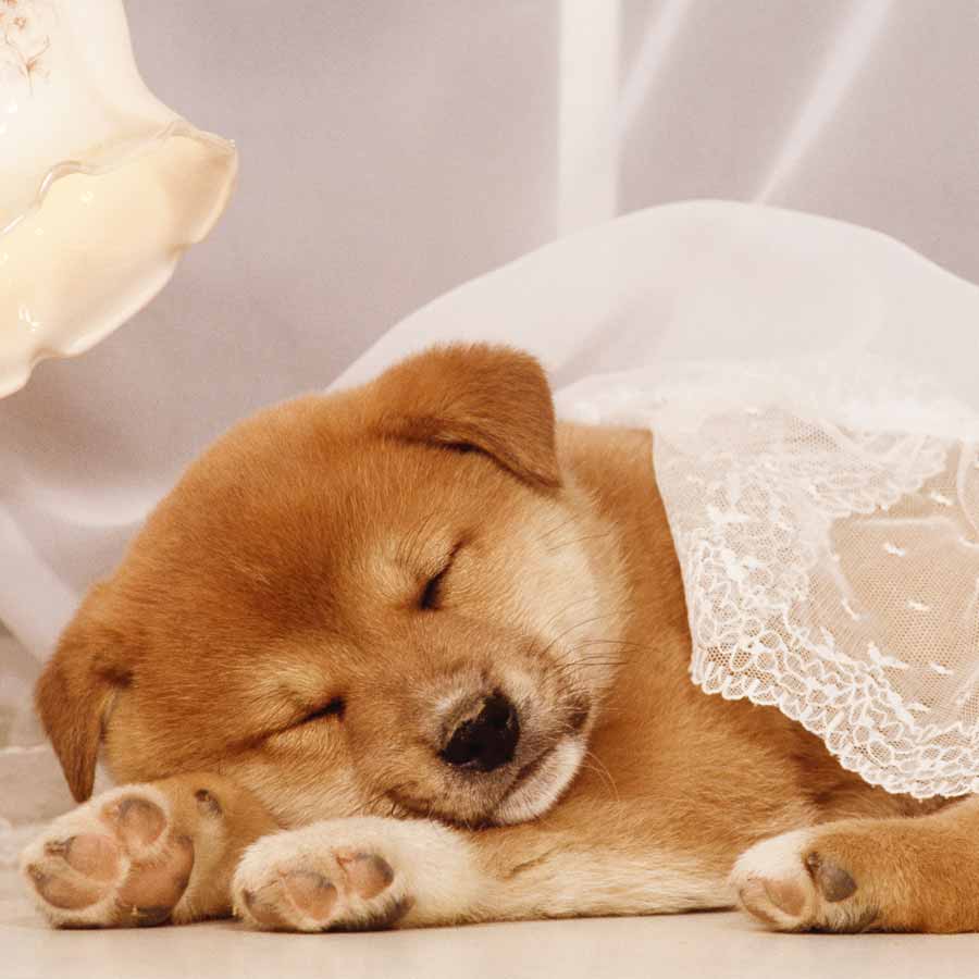 Understand these 5 common dog sleeping patterns and their meanings dgtl