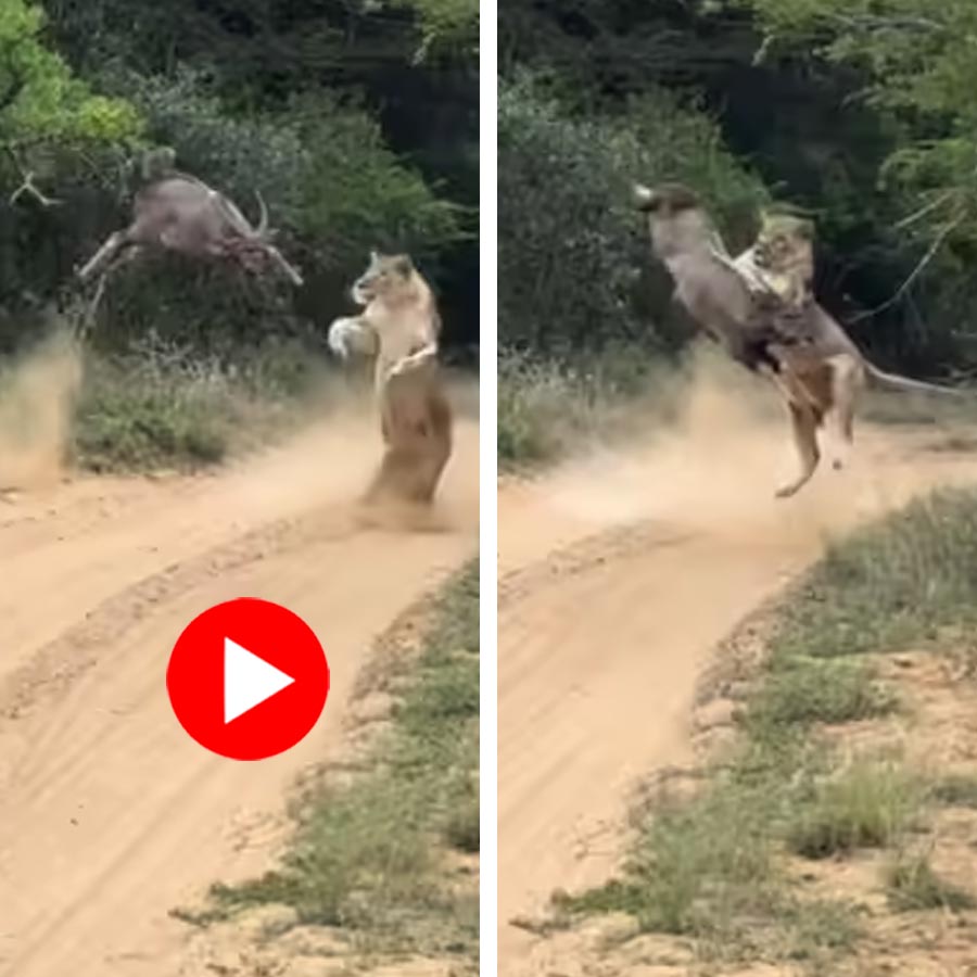 Video shows lioness catches deer mid-air in South Africa’s Munywana Conservancy