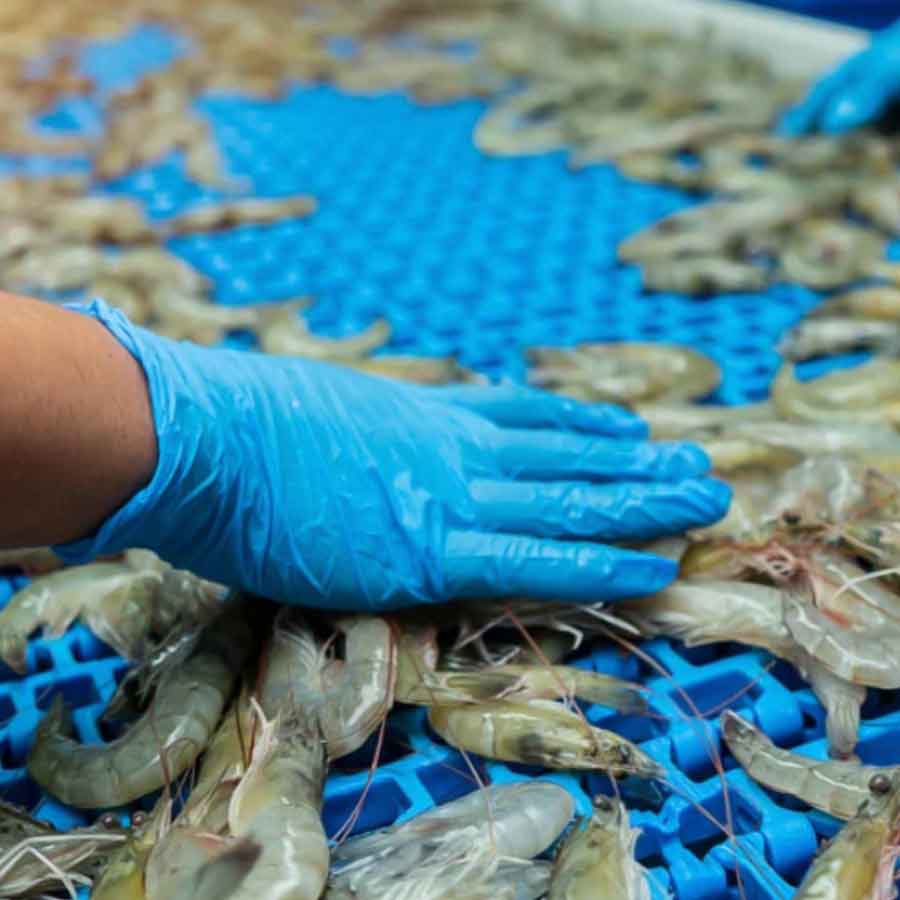 Indian seafood industry