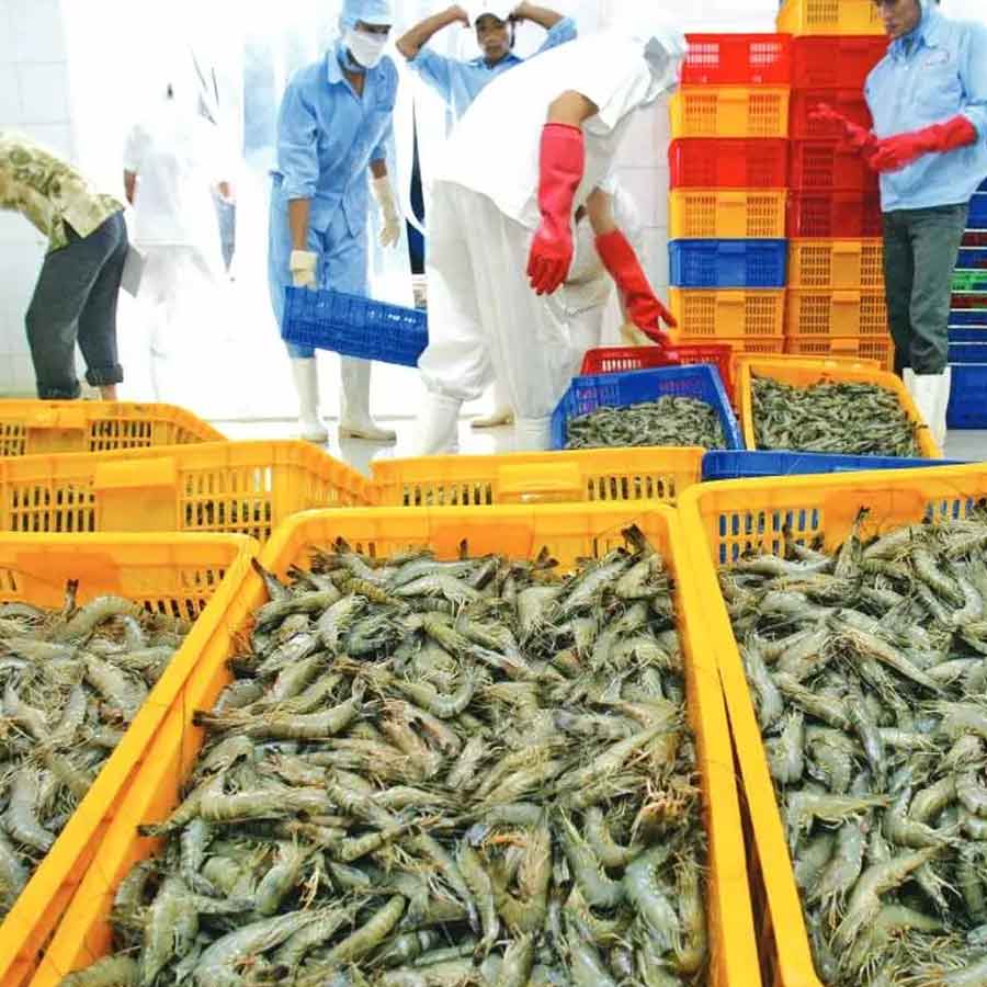 Indian seafood industry