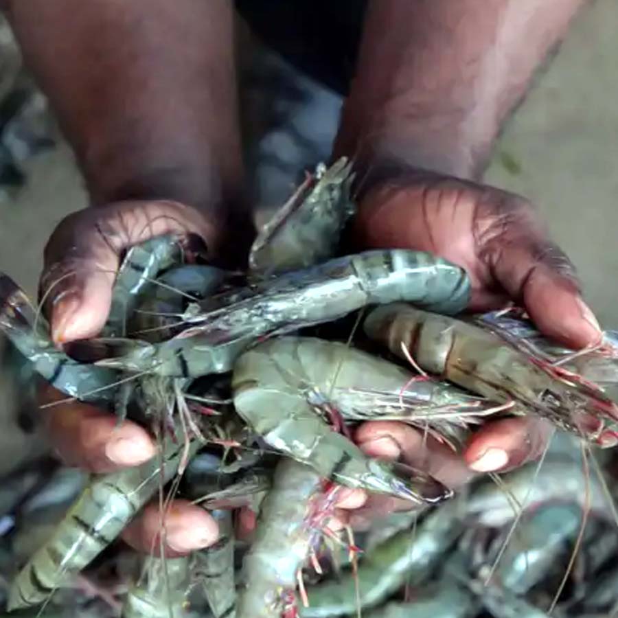 Indian seafood industry