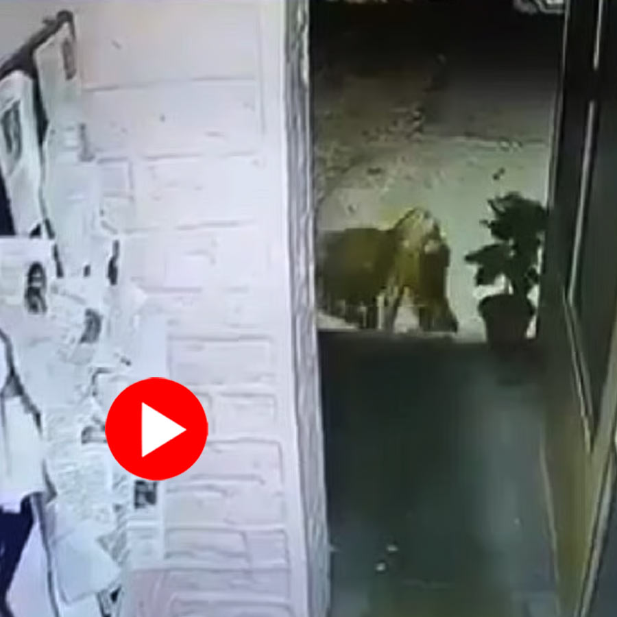Video shows leopard drags pet dog from police station in Nainital