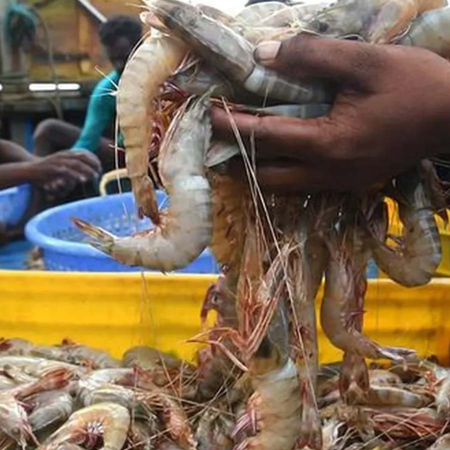 Indian seafood industry
