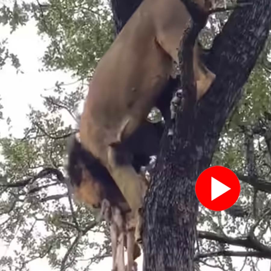 Video shows lion fall from tree with prey while coming down