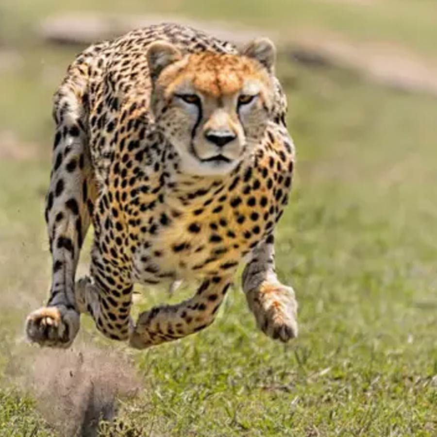 Five injured in leopard attack in Cooch Behar village