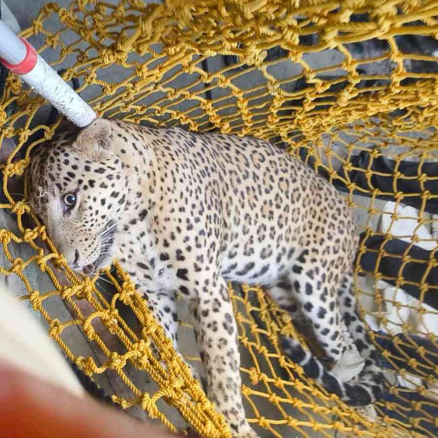 Five injured in leopard attack in Cooch Behar village