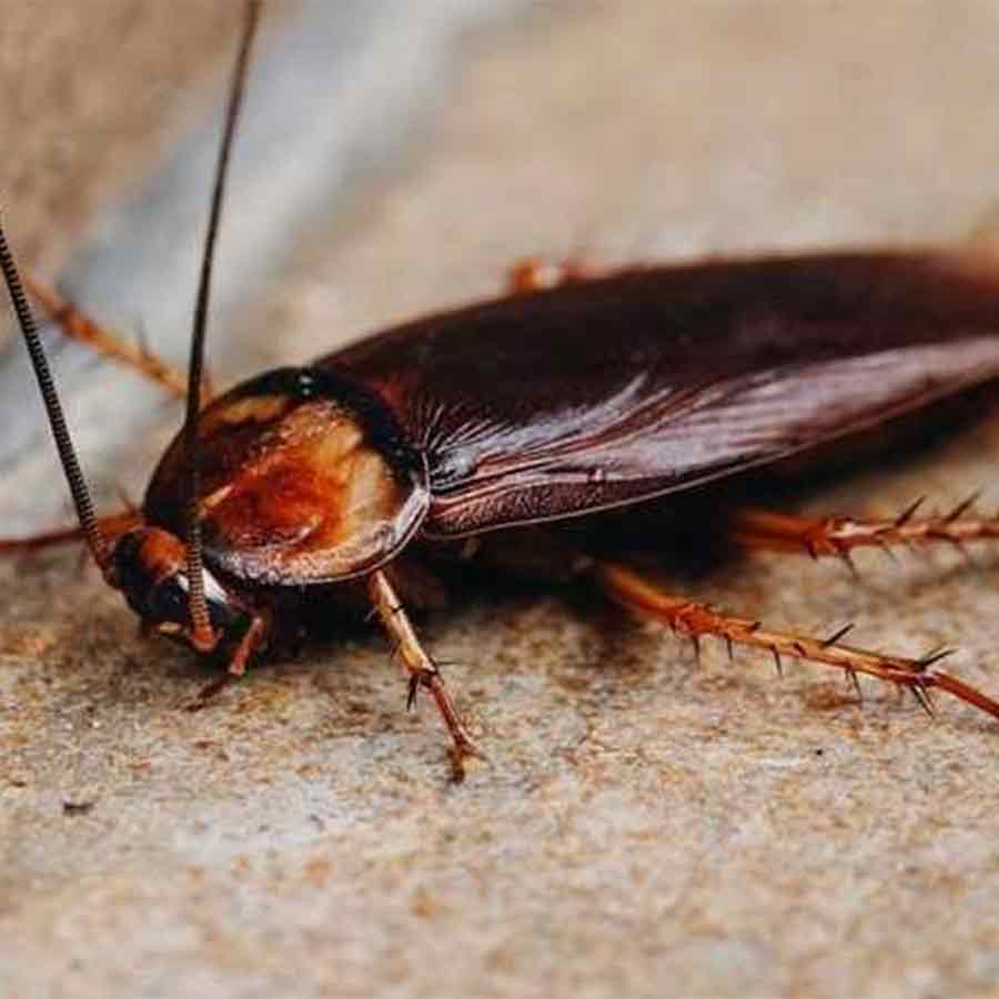 Only Cockroach save the lives of workers