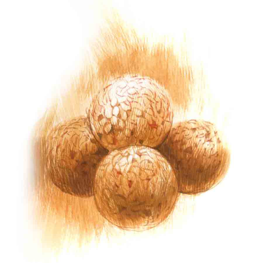 ছবি: প্রসেনজিৎ নাথ।